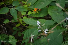 Strobilanthes consanguineus